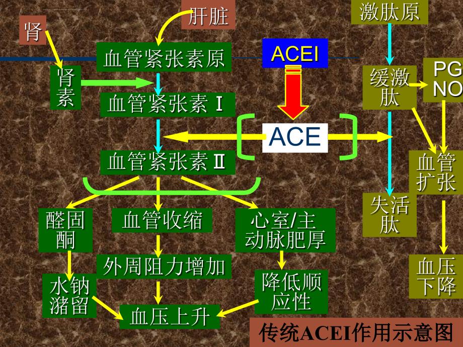 ACEI临床应用进展ppt课件_第4页