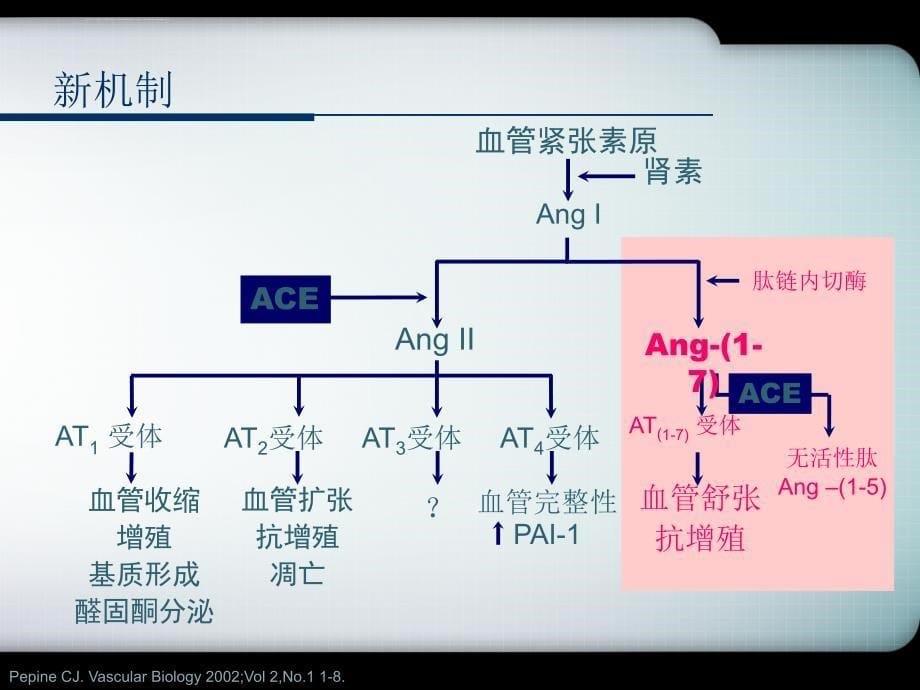 ACEI临床应用进展ppt课件_第5页