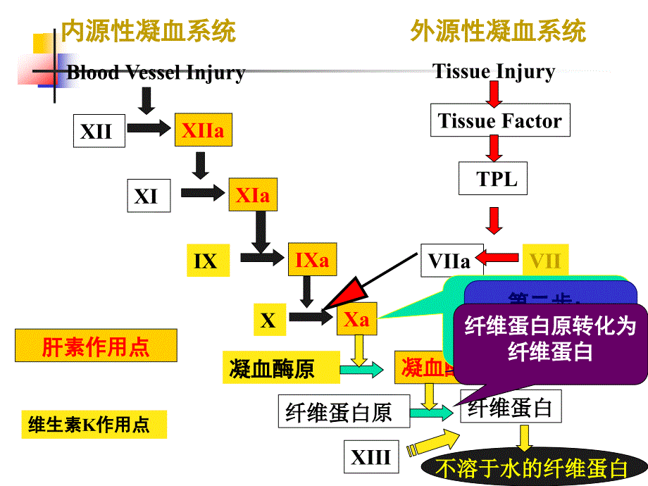 第八篇作用于血液及造血器官的药物_第4页