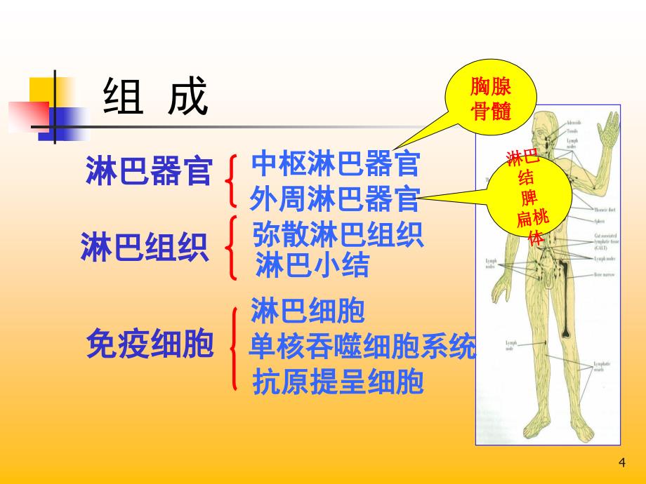 免疫系统组织学sdl_第4页