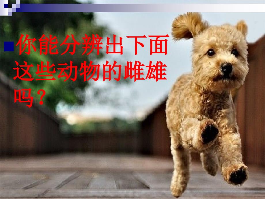 《动物的繁殖活动》PPT课件.ppt_第2页