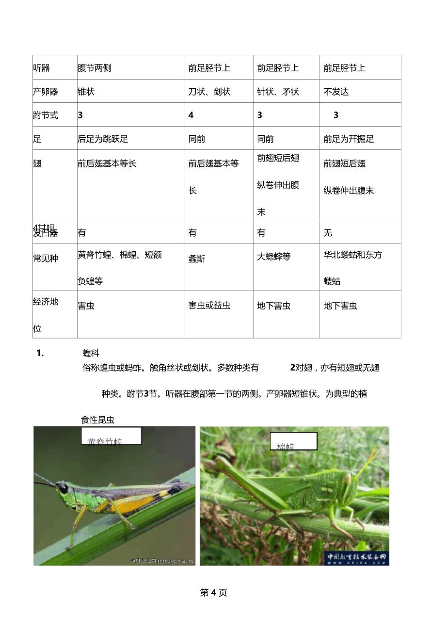 园林植物昆虫主要目科概述资料22_第4页