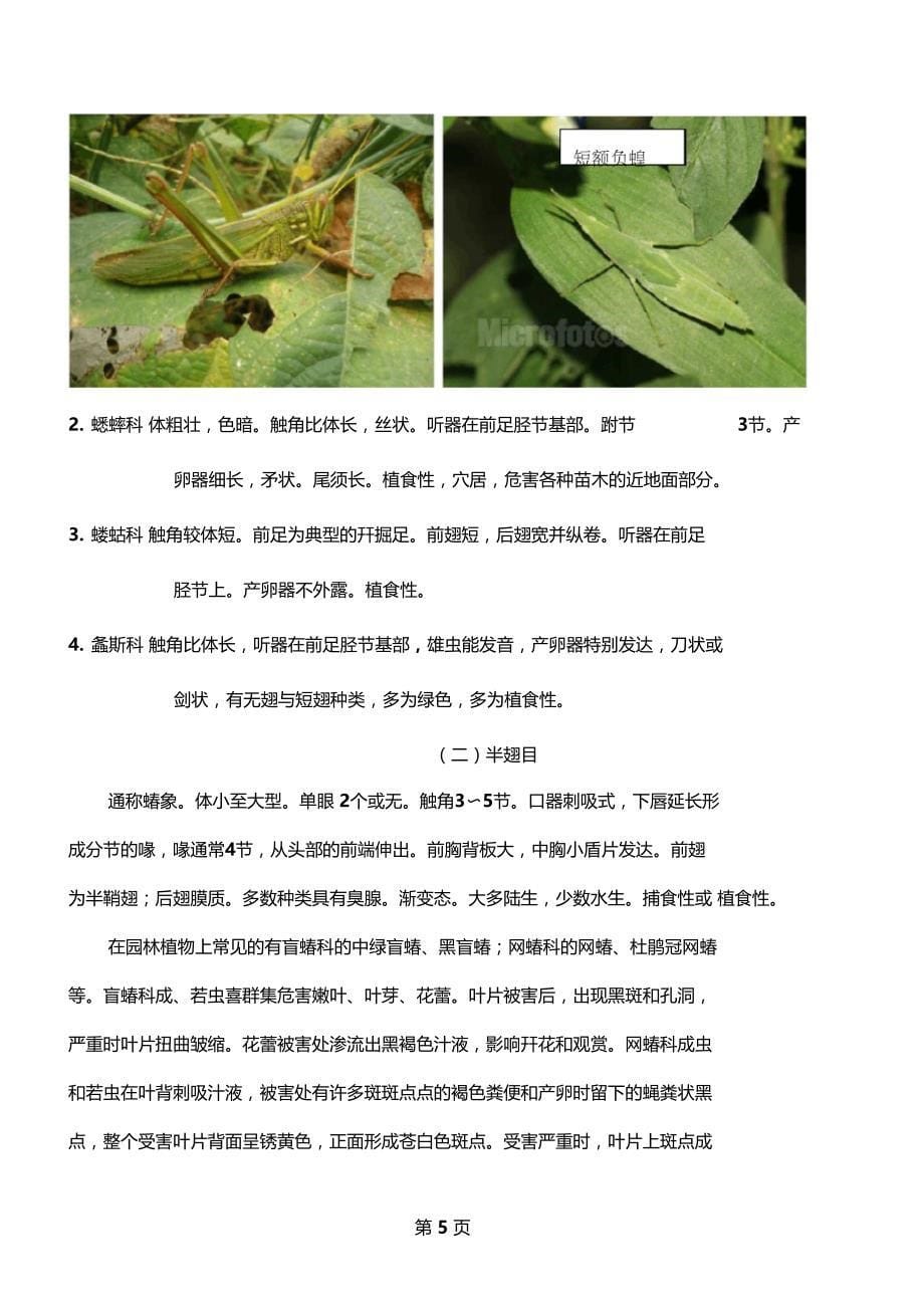 园林植物昆虫主要目科概述资料22_第5页
