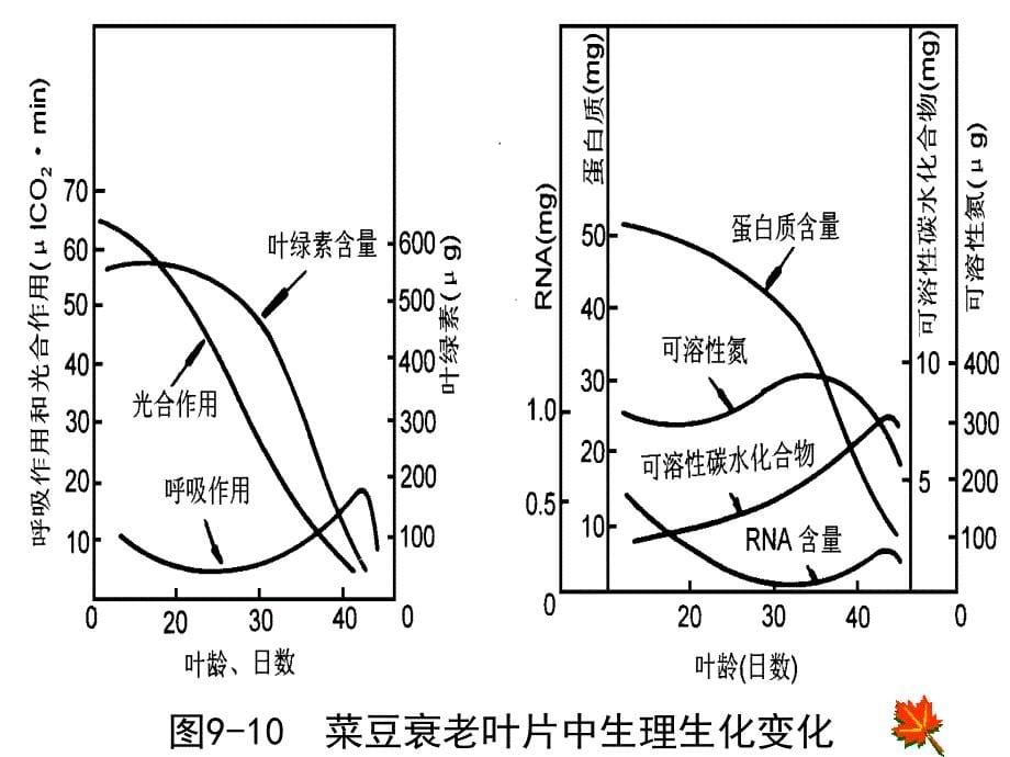 植物衰老与活性氧代谢.ppt_第5页