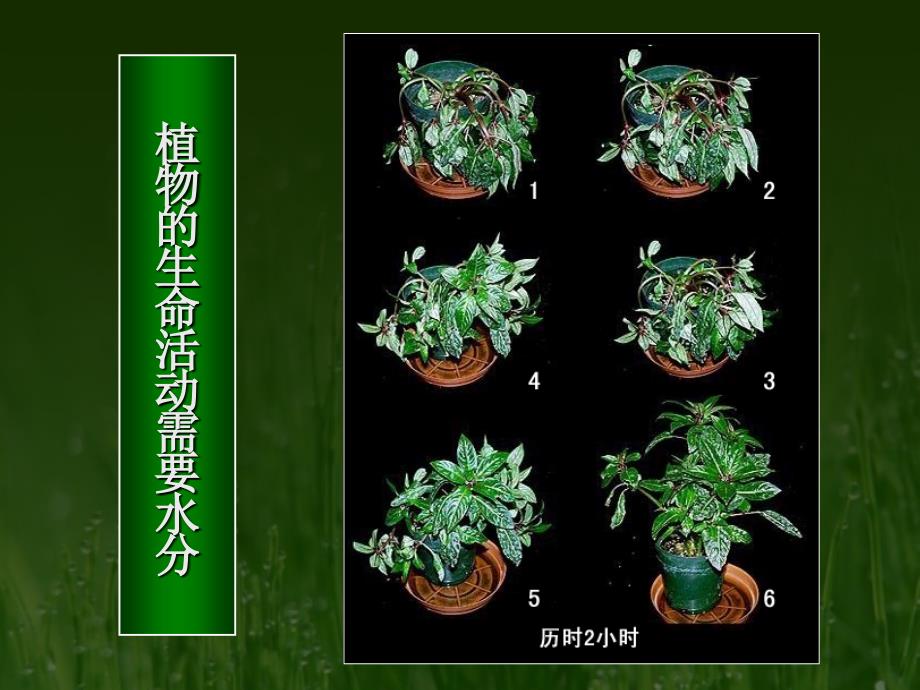 生物的特征.ppt_第4页