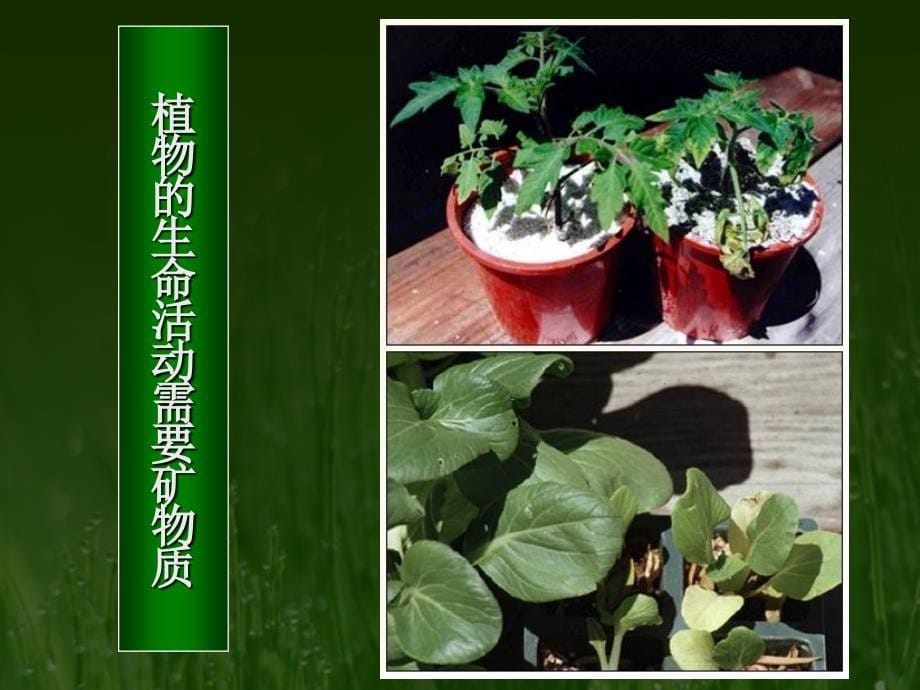 生物的特征.ppt_第5页