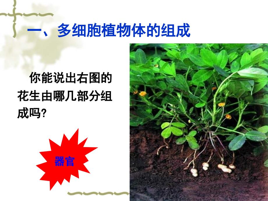 多细胞生物体的组成校公开课名师制作优质教学资料_第3页