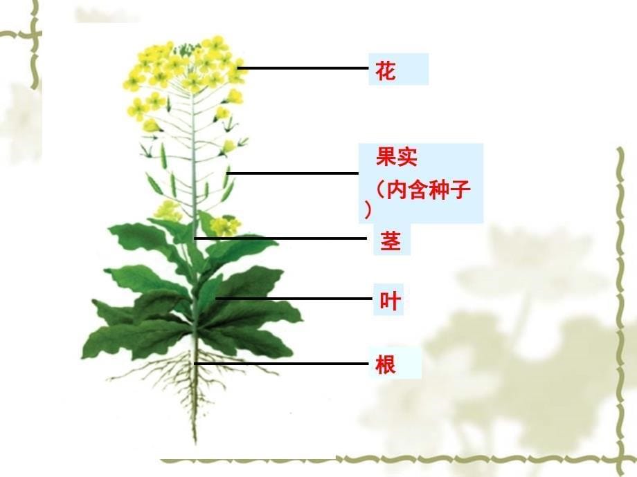 多细胞生物体的组成校公开课名师制作优质教学资料_第5页