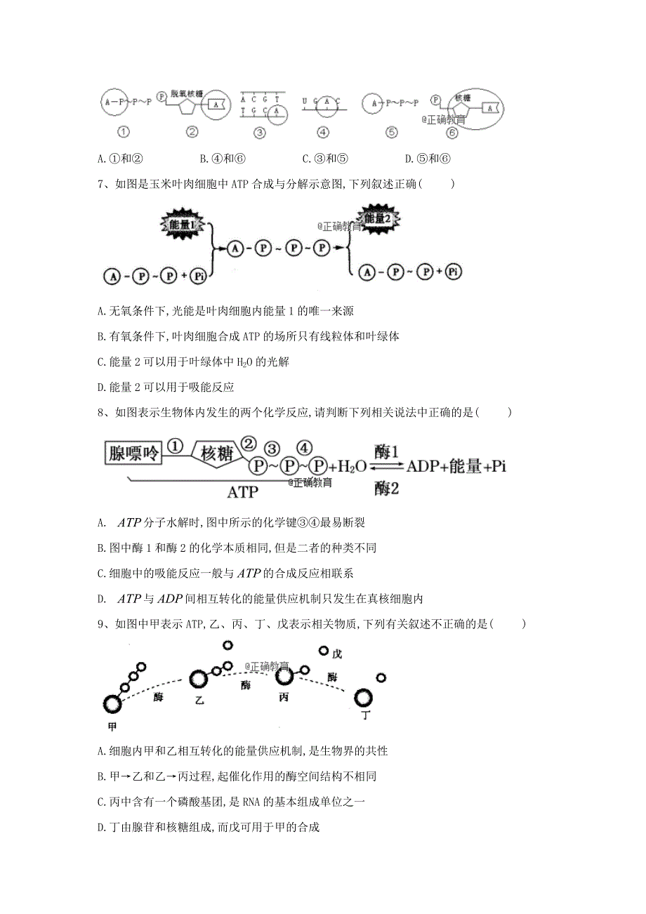 2018-2019学年高一生物寒假作业15细胞的能量“通货”--ATP新人教版_第2页