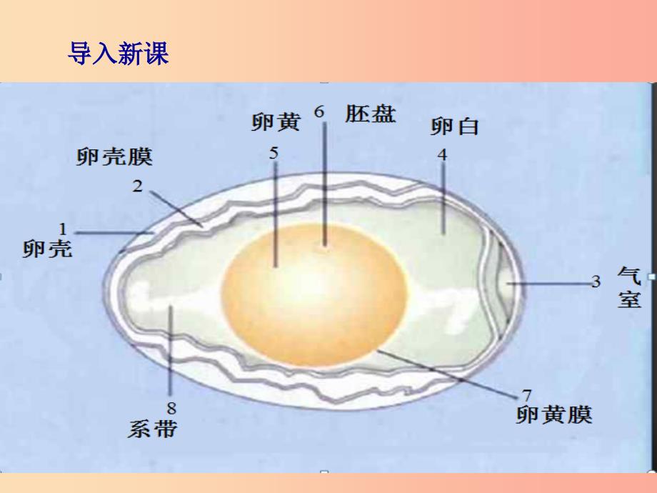 八年级生物下册 第7单元 第1章 第4节 鸟的生殖和发育课件2 新人教版.ppt_第2页