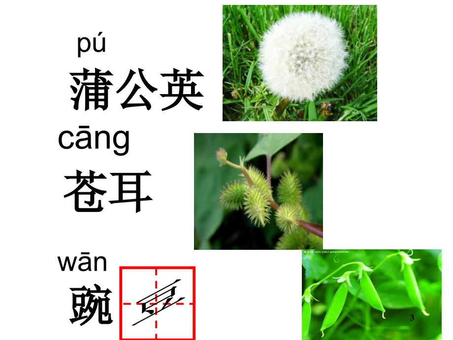 植物妈妈有办法完整课堂PPT_第3页