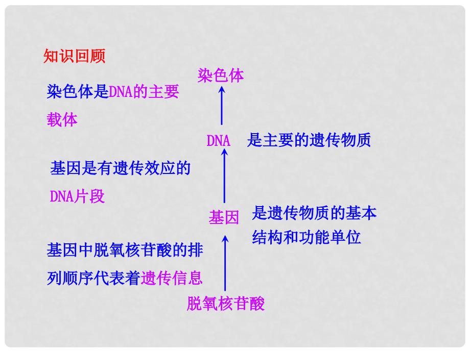 高中生物 第二节 基因的表达课件 中图版必修2_第3页