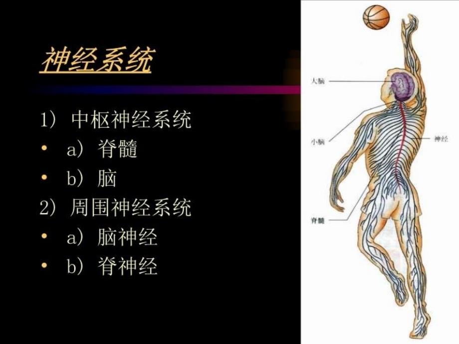 神经系统的组成和功能课件学习资料_第3页