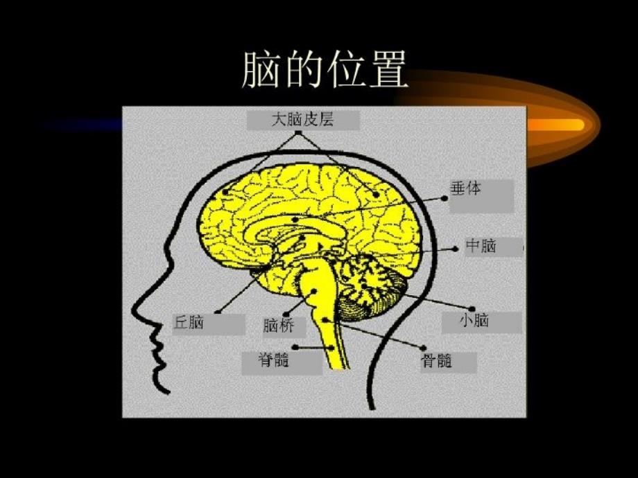 神经系统的组成和功能课件学习资料_第4页