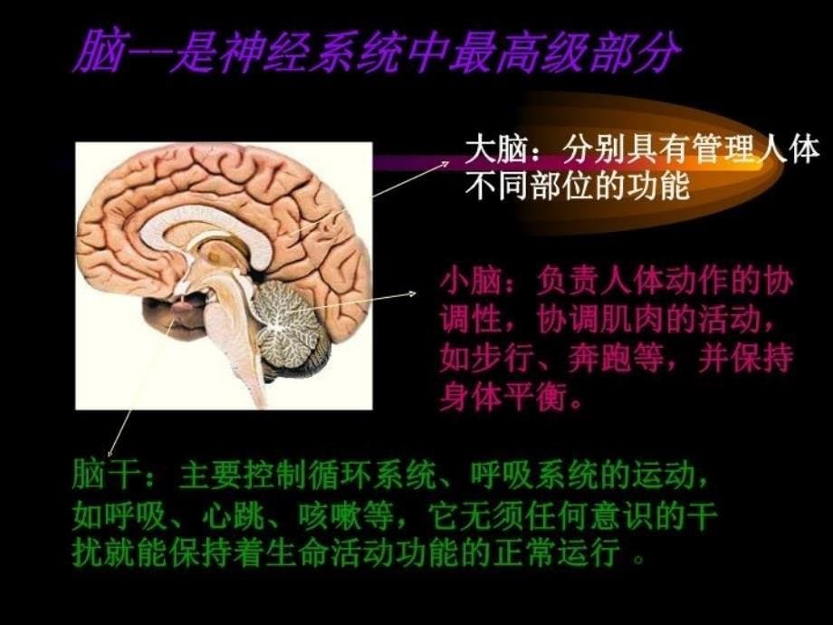 神经系统的组成和功能课件学习资料_第5页