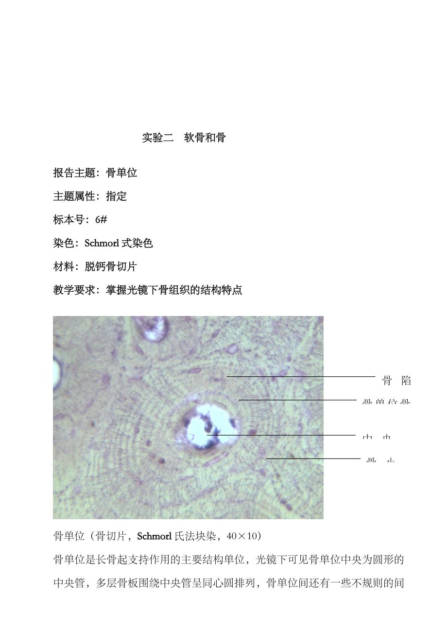 2023年组织胚胎学实验报告_第3页