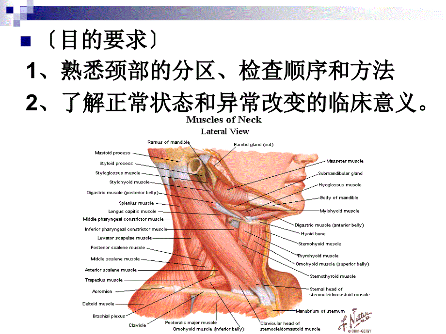 第四章 颈部_第2页