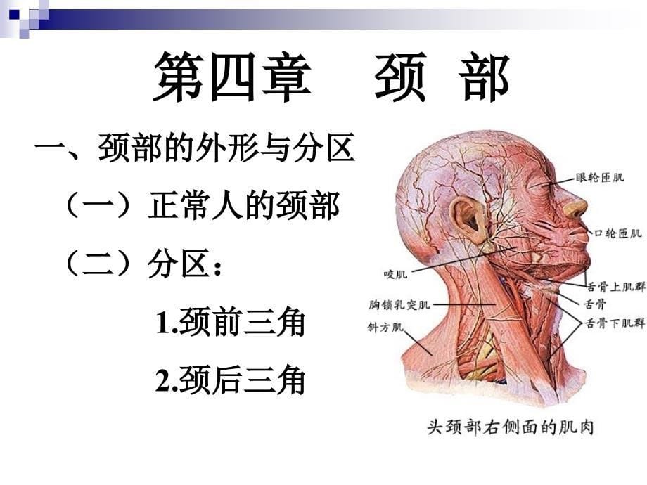 第四章 颈部_第5页