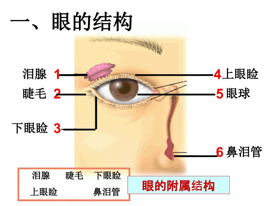 七年级科学下册(浙教版)教学课件：第二章-第6节-透镜和视觉-(4)剖析_第3页