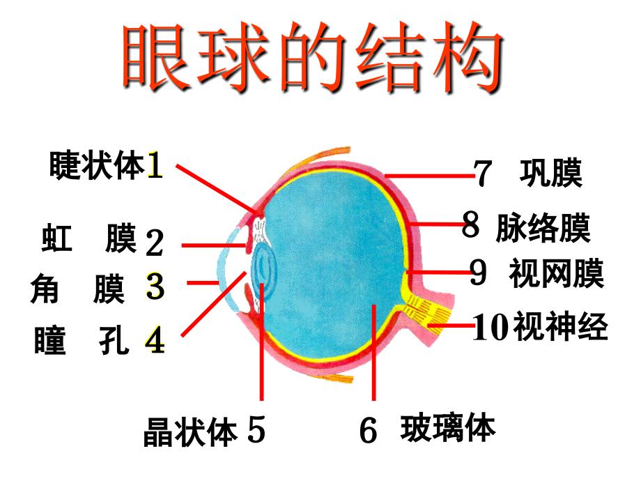 七年级科学下册(浙教版)教学课件：第二章-第6节-透镜和视觉-(4)剖析_第4页