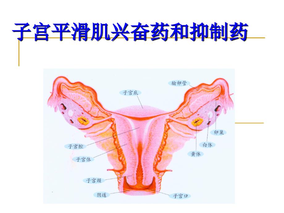 28.子宫兴奋及抑制药修_第1页