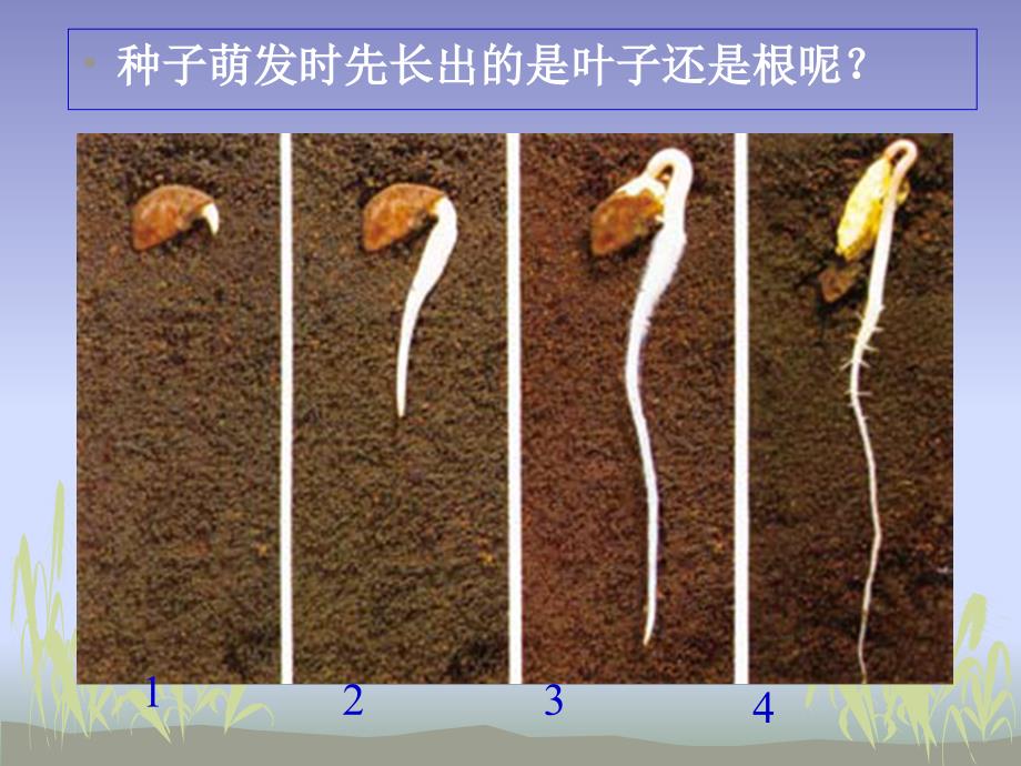 三下科学总复习ppt_第3页