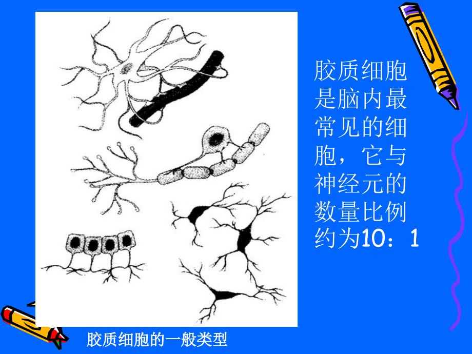 最新：了解认识大脑研究适于脑的教学文档资料_第4页