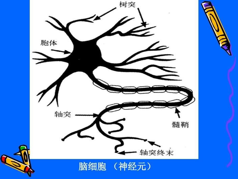 最新：了解认识大脑研究适于脑的教学文档资料_第5页