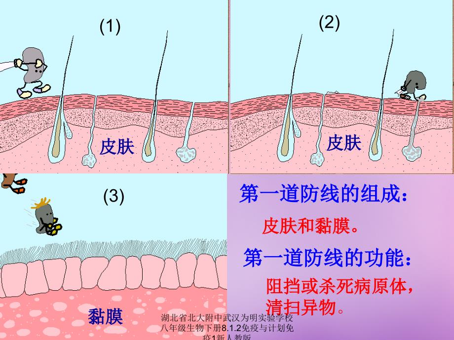 湖北省北大附中武汉为明实验学校八年级生物下册8.1.2免疫与计划免疫1新人教版课件_第3页