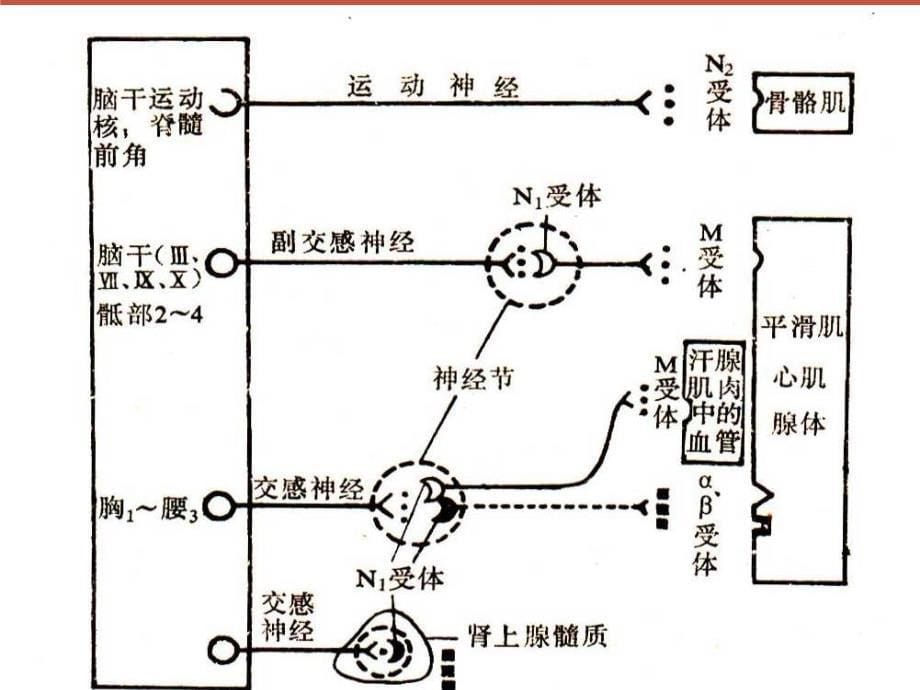 传出神经系统药理概论2_第5页