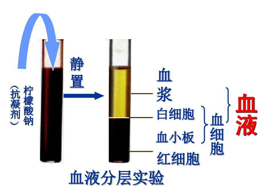 流动的组织血液课件_第4页