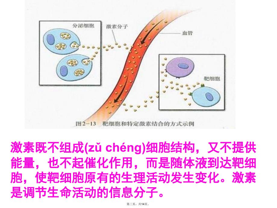 人进食后血糖的调节属于培训资料_第3页