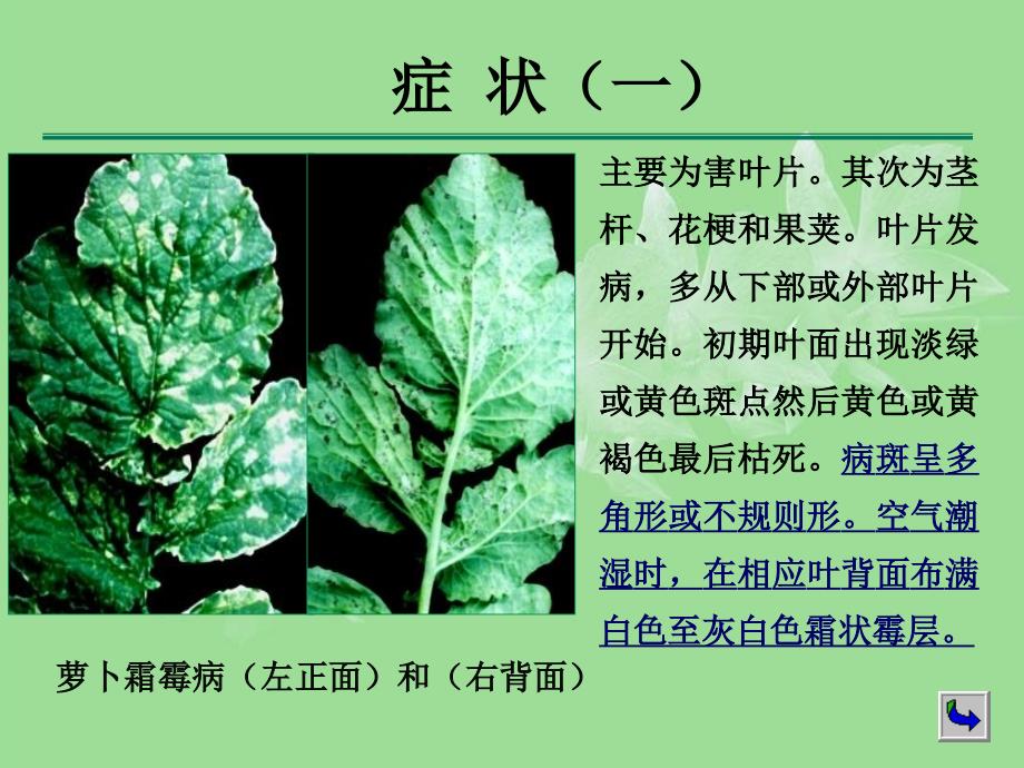 十字花科蔬菜病害防治_第4页