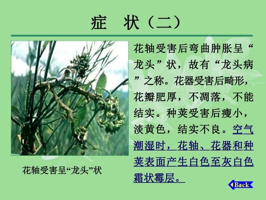 十字花科蔬菜病害防治_第5页