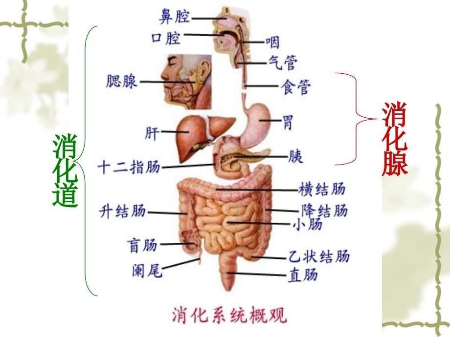 第二章医学基础知识_第5页