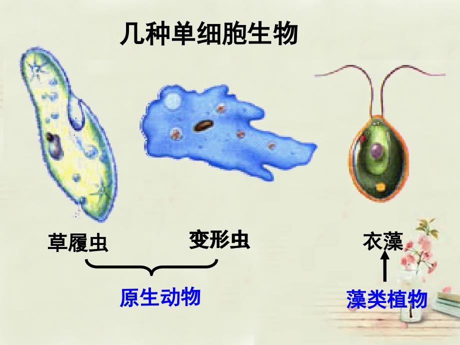 人教初中生物七上《第2单元 第2章 第4节 单细胞生物》PPT课件 (6)_第3页