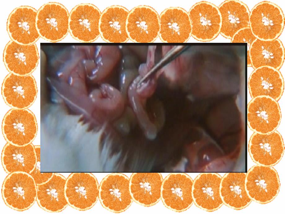 二节中学生物实验常用工具_第1页