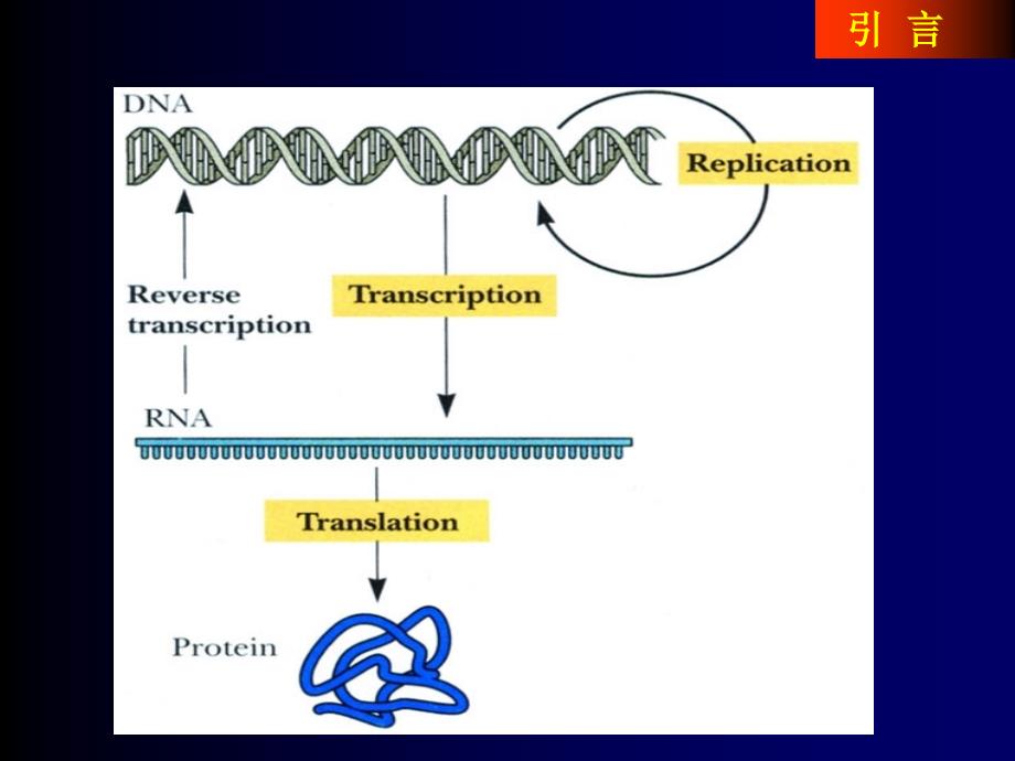 蛋白质生物合成与降解1_第2页