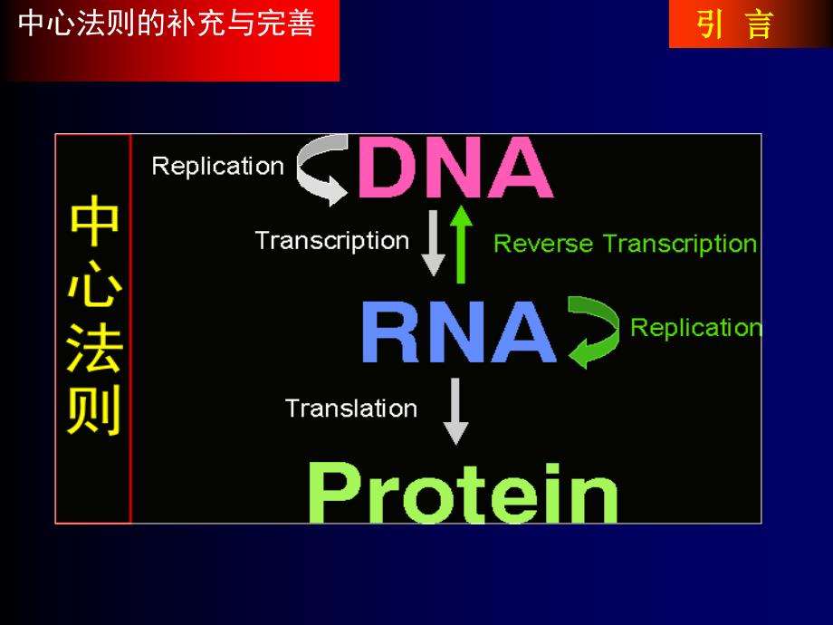 蛋白质生物合成与降解1_第3页