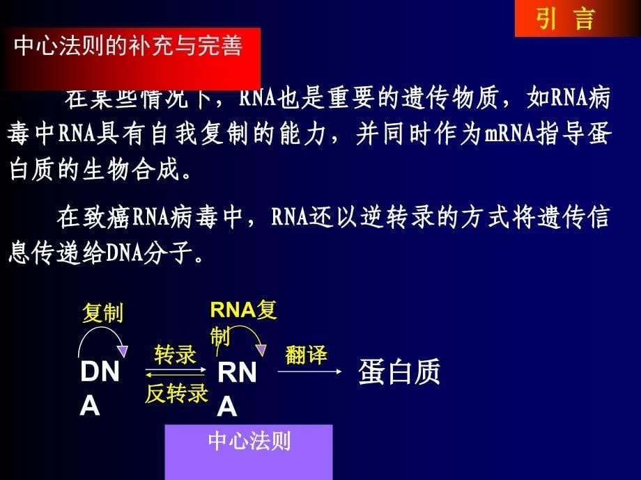 蛋白质生物合成与降解1_第5页