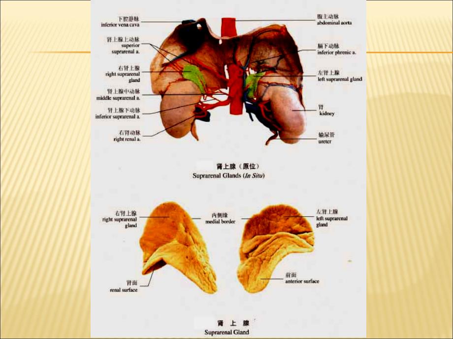 肾上腺疾病的影像学诊断_第3页