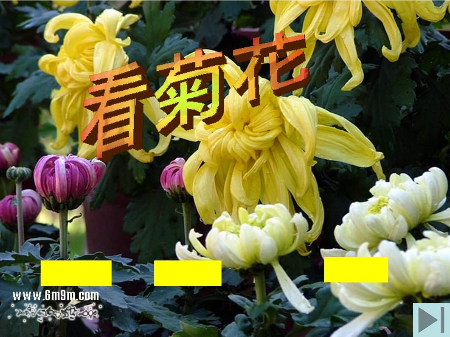 苏教版一年级《看菊花》课件_第1页
