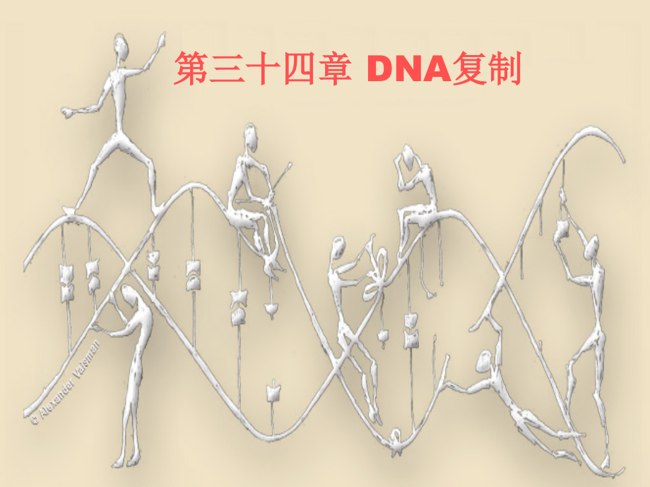 生物化学：第三十四章 DNA复制_第1页