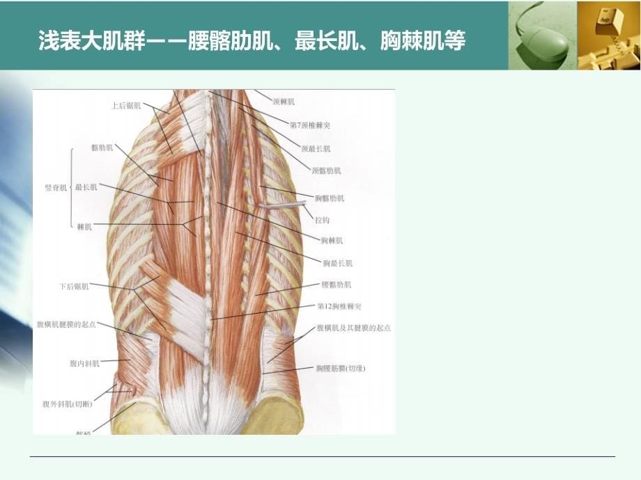 最全胸腰椎椎弓根置钉技术_第5页