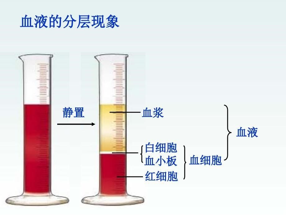 生物：人体内的物质运输复习课件济南版七年级下.ppt_第5页