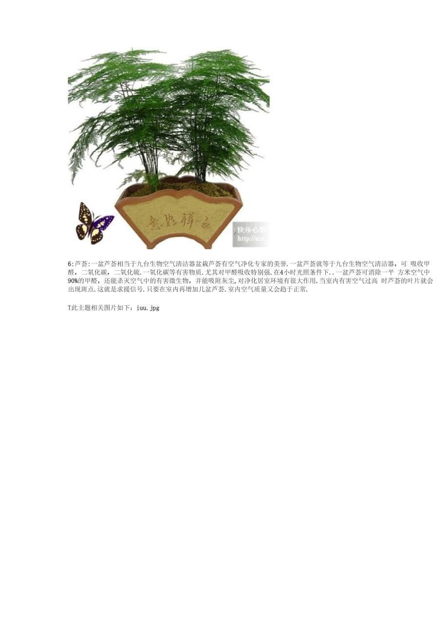 适合室内养殖的18种植物不养可惜_第5页