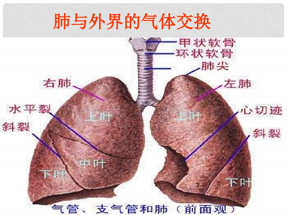 湖南省古丈县古阳中学七年级生物下册 第二节 发生在肺内的气体交换课件 新人教版_第2页