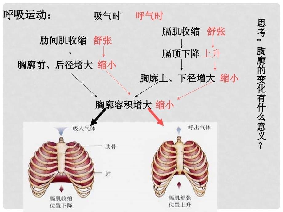 湖南省古丈县古阳中学七年级生物下册 第二节 发生在肺内的气体交换课件 新人教版_第5页