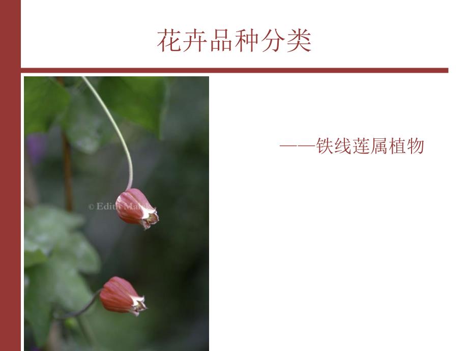 《花卉品种分类学》PPT课件.ppt_第1页