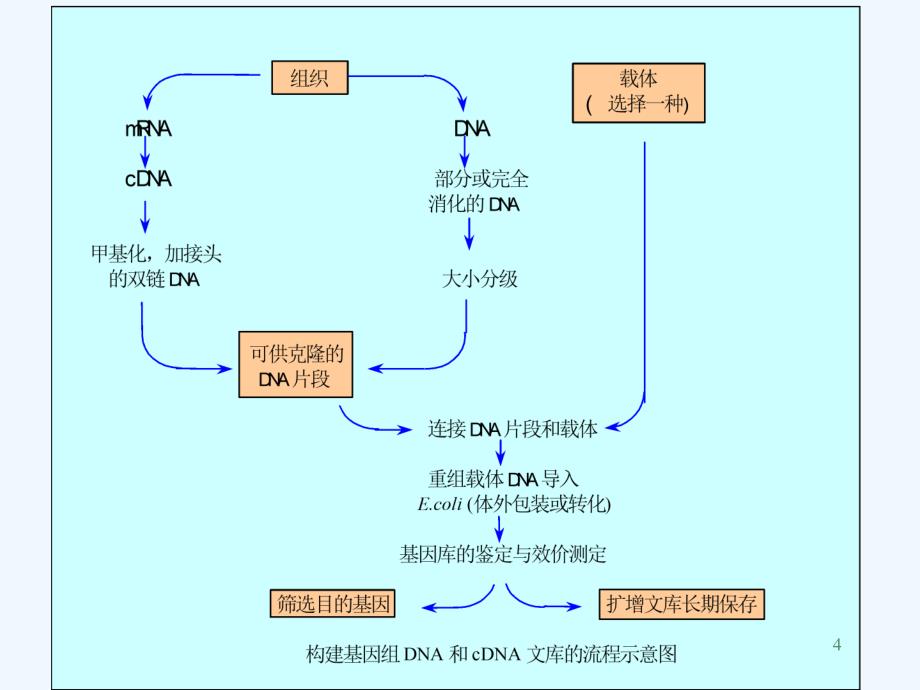 基因组文库构建课堂PPT_第4页